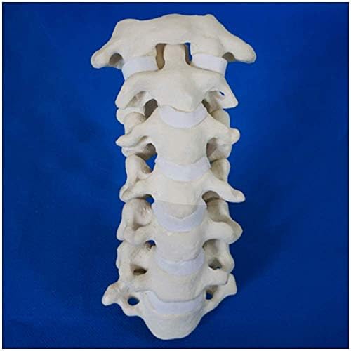 Наставен модел, модел на образовен модел на цервикален 'рбет модел на човечки скелет, анатомија модел на анатомија, анатомски' рбет модел