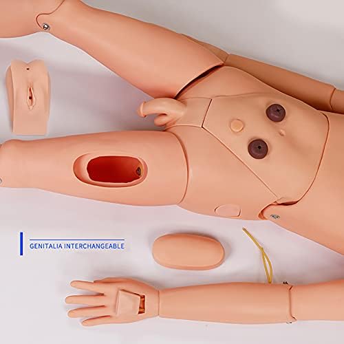 Симулациски модел за обука на медицинска сестра, машки и женски медицински сестри Маникин, симулатор за нега на пациенти во Еликлив,