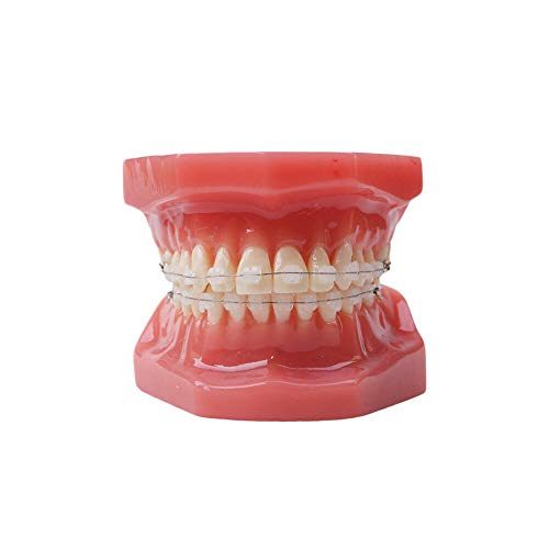 Стоматолошки типодонт со керамички загради Ортодонтски загради модел на заби, 28 парчиња заби керамички загради модел за наставна пракса