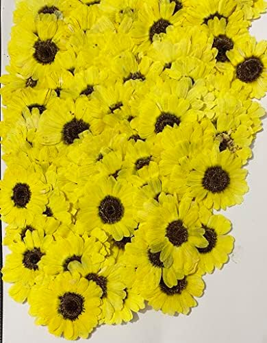 12 парчиња светло жолти сончогледи вистински природни сушени цвеќиња за смола занаетчиски занает DIY