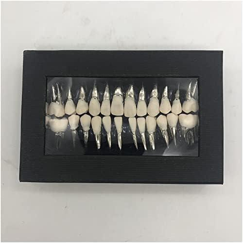 KH66ZKY Стоматолошка ортодонтска пракса заби модел 28 целосна уста за еднократно објавување на модел за возрасни и деца