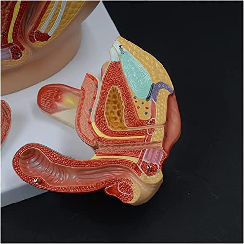 Набавки за настава женски карлица модел генитален орган со нервен гинеколошки модел на преглед на настава и учење