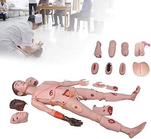 Симулатор за нега на пациенти BBYT, медицински медицински анатомски тренинг, човечки модел со витални органи за научно образование