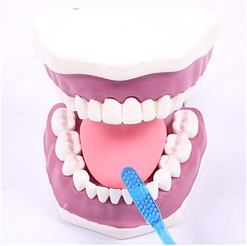 Модел на орална здравствена заштита KH66ZKY - Модел на заби на заби - Демонстративни демонстрации на стоматолози, Демонстративна Демонстрација