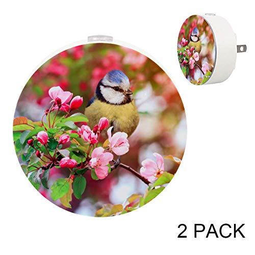 Птица титмуус градинарски цветни гранки цреша цвет на цреша во LED автоматска светлина за спална соба, ходник и кујна, пакет 2