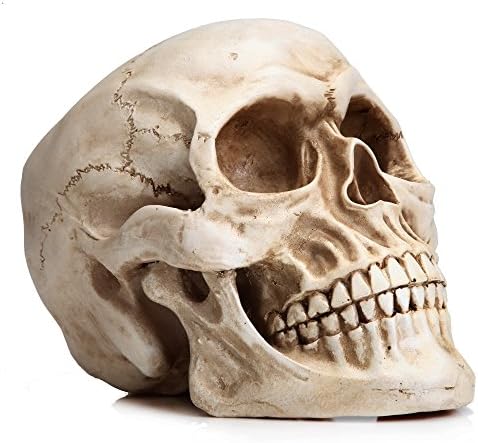 Readaeer Life Size Human Skull Model 1: 1 Реплика Реална човечка возрасна черепна глава модел на коска