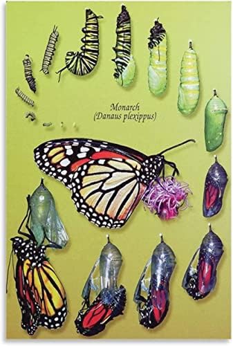 Наука за инсекти постер за пеперутка Постер монарх пеперутка животна циклус настава постер платно печатење wallид декорација сликање платно