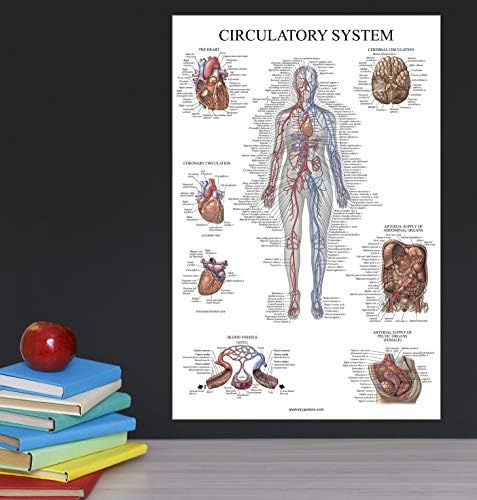 Палас учење 2 пакет - Циркулаторна систем и постери за срцева анатомија - сет од 2 анатомски графикони - ламинирани 18 x 24
