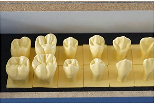 Заби на заби на заби KiteGrese Model 28 PCS 1 пати постојан модел на заби со основа за едукативна алатка за канцеларии на стоматолози