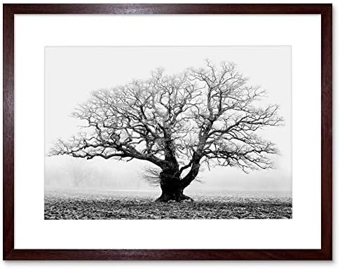 Старо дабово дрво црно бело магла магла Фото, врамена уметничка печатена слика и монтирање F12x634