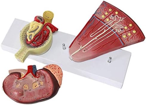 Наставен модел, Анатомски модел на бубрег - Модел на човечка бубрежна единица Гломеруларен уринарен систем, модели на наука за човечка