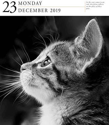 Страница За Мачки-Дневен Календар На Галерија 2019