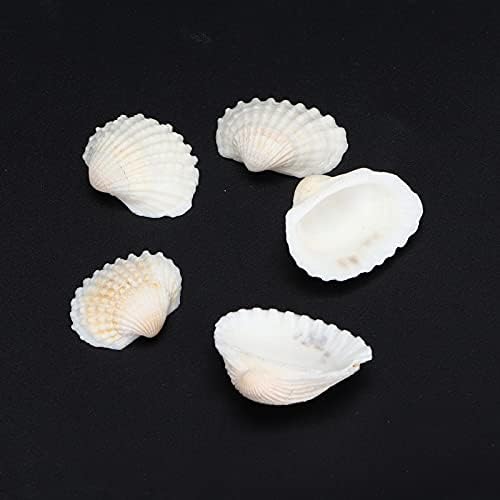 DIY Craft Seashell, прекрасна природна школка едноставна елегантна стабилна цврста цврстина за продавница за накит за студио за фотографија
