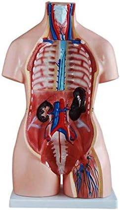 Model Model Model, Diagram Anatomia Diagrom, ， човечки органи модел на човечки анатомски модел Торзо систем структура 10 анатомија биологија