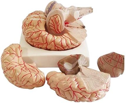 Наставен модел, образовен образовен модел Анатомски модел Отстранлив 8 дела човечки живот со големина на живот со модел на артерии