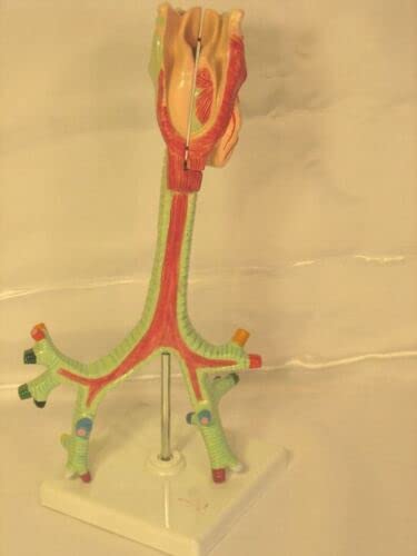 Човечки белодробна трахеа ларинкс брончи анатомски модел, големина на живот 12 “, 2 парчиња, анатомија на белите дробови