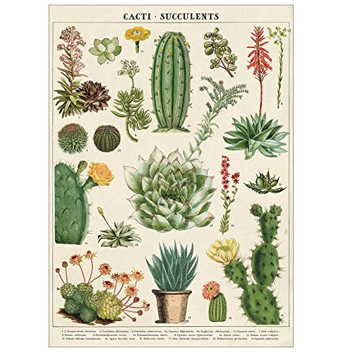 Декоративен постер за обвивка Кавалини, кактуси и сукуленти, италијанска архива хартија од 20 x 28 инчи