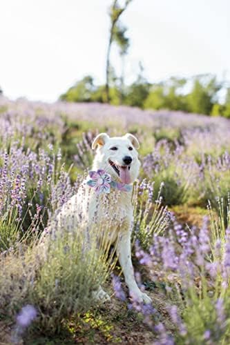 Уникатен стил шепи јака за кучиња со цвет, прилагодлива шема на цветна јака, издржлива јака за миленичиња за мали средни големи кучиња
