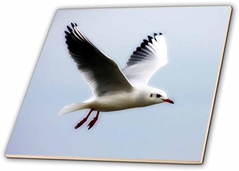 3Drose CT_47240_1 Seagull Art Birds Природа керамичка плочка, 4-инчи