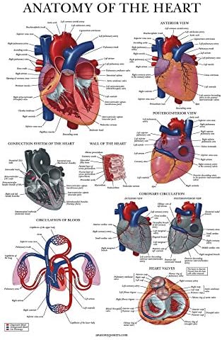 Постер за срцена анатомија за учење на палата - ламинирана - анатомска шема на човечкото срце - 18 x 24