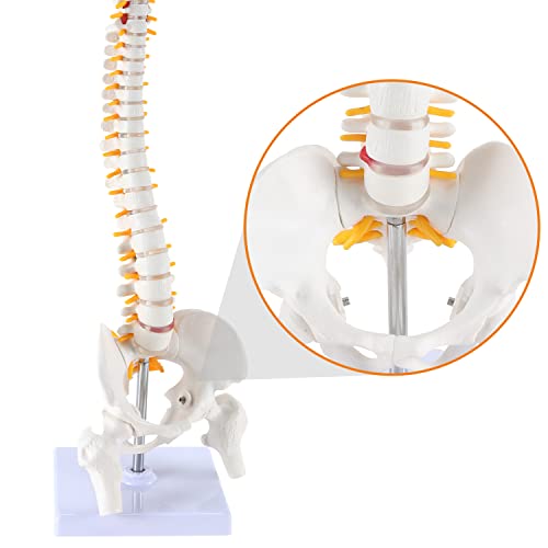 Модел на анатомија на минијатурни 'рбет на' рбетот, 15,5 мини вертебрална колона модел Детали за пршлени, 'рбетните нерви, лумбална и карлица,