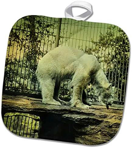 3Drose Magic Flider Slide Vintage Grand обоена поларна мечка во зоолошката градина - Potholders
