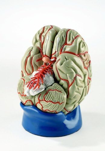 Делукс 8 Дел Животизира Мозокот Со Артерии Анатомија Модел  