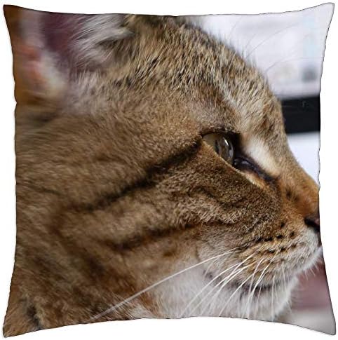 Покрие за перница за фрлање на лезги - Мачки скуша тигар мачка домашна мачка миленичиња мачки очи 2