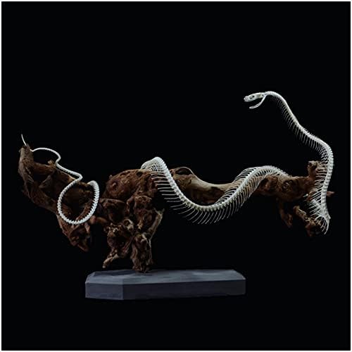 Kh66zky Примерок за скелети со реална змија - модел на коска од змија од таксидермити - За домашно мебел креативен фенг шуи декорација на