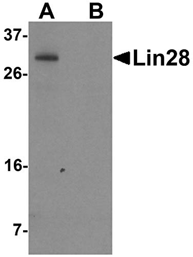 Лин28 Антитела [1G9H9]