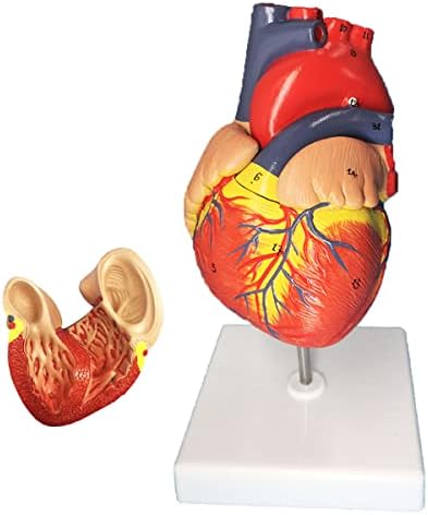 Модел на срцев модел, модел на срце, анатомија со штанд, човечко срце модели анатомија големина на живот, 2-дел модел на човечко срце, анатомија