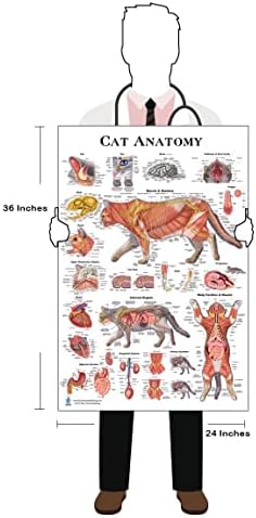 Anatomyposter за мачки 24 * 36