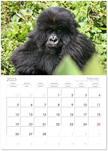 Планински горили-нежните џинови), калвендо 2023 месечен календар