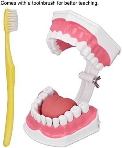 Модел на заби Модел на заби за четкање за заби, алатка за учење на стоматолози со комплет за комплет за четки