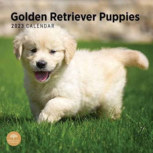 2023 Златен Ретривер Кученца Ѕид Календар Од Светлиот Ден, 12х12 Инчи