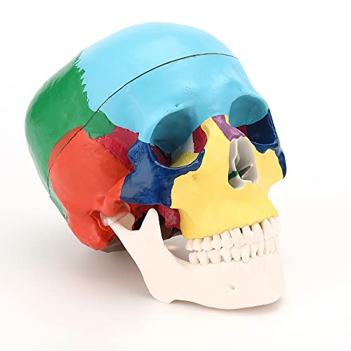 Xkiss модел на череп во боја, големина на живот со големина од 3 делови со табела за наука класа, Уметничка референца и учење на човечка