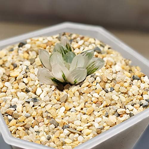 5,7 lb груб камен од песок - сукуленти и кактус Bonsai DIY проекти карпи, декоративен чакал за растенија и вазни полнила ， Терариум,