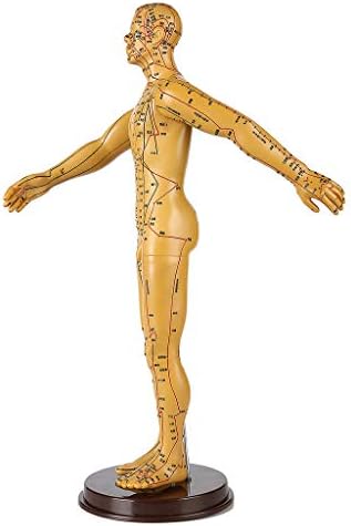 Fhuili 50cm модел на човечка акупунктура - машки модел на акупунктура меридијански точки на кинеска медицина за здравствена масажа може