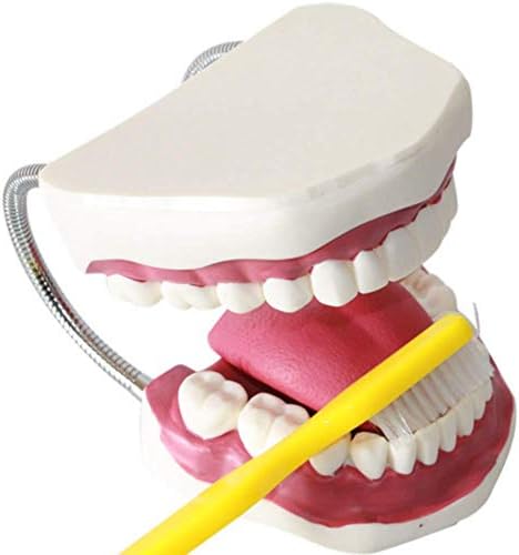 5 пати зголемување модел на заби модел за нега на забите Стоматолошки истражувања за стоматологија