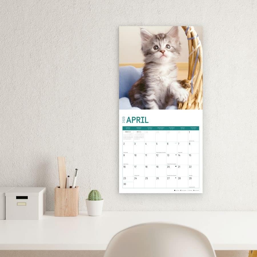 2023 Мејн Кун Мачиња Ѕиден Календар По Светлиот Ден, 12х12 Инчи, Симпатична Симпатична Фотографија На Мачки За Миленичиња